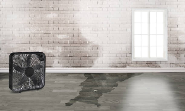 Best Mold removal after water damage  in Fillmore, UT